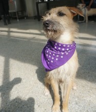 Perritos del Centro de Bienestar - Protecci&oacute;n Animal se toman el Estadio Pascual Guerrero