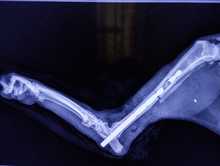 Centro de Bienestar Animal salva la vida de Arkana, v&iacute;ctima de presunto falso veterinario 1