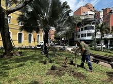 Embelleciendo a Cali: Dagma empez&oacute; la siembra de 100 plantas en el Parque El Pe&ntilde;&oacute;n