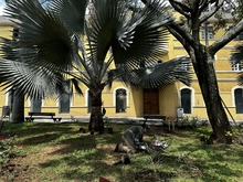 Embelleciendo a Cali: Dagma empez&oacute; la siembra de 100 plantas en el Parque El Pe&ntilde;&oacute;n