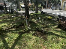 Embelleciendo a Cali: Dagma empez&oacute; la siembra de 100 plantas en el Parque El Pe&ntilde;&oacute;n