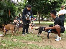 Mart&iacute;n, Mel&oacute;n y Mery encontraron hogar durante una jornada de la  Ciclovida de Cali