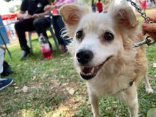 Mart&iacute;n, Mel&oacute;n y Mery encontraron hogar durante una jornada de la  Ciclovida de Cali