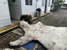 El Dagma contin&uacute;a con el proceso de investigaci&oacute;n de la que ser&iacute;a la piel de un oso polar que lleg&oacute; a Cali