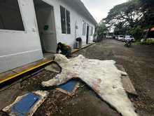 El Dagma contin&uacute;a con el proceso de investigaci&oacute;n de la que ser&iacute;a la piel de un oso polar que lleg&oacute; a Cali