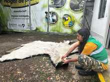 El Dagma contin&uacute;a con el proceso de investigaci&oacute;n de la que ser&iacute;a la piel de un oso polar que lleg&oacute; a Cali