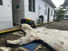 El Dagma contin&uacute;a con el proceso de investigaci&oacute;n de la que ser&iacute;a la piel de un oso polar que lleg&oacute; a Cali