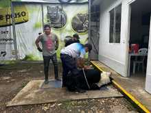 El Dagma contin&uacute;a con el proceso de investigaci&oacute;n de la que ser&iacute;a la piel de un oso polar que lleg&oacute; a Cali