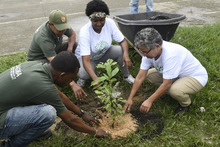 Dagma conmemor&oacute; el &lsquo;D&iacute;a del &Aacute;rbol&rsquo; con jornada de siembra en dos bosques urbanos de Cali 