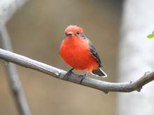 Cali se suma al &lsquo;Global Big Day&rsquo;, una jornada mundial de avistamiento de aves