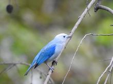 Cali se suma al &lsquo;Global Big Day&rsquo;, una jornada mundial de avistamiento de aves