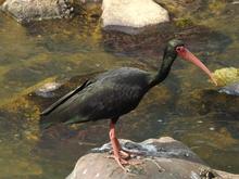 Cali se suma al &lsquo;Global Big Day&rsquo;, una jornada mundial de avistamiento de aves