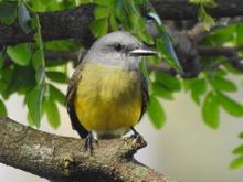 Cali se suma al &lsquo;Global Big Day&rsquo;, una jornada mundial de avistamiento de aves