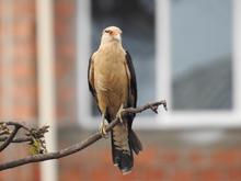 Cali se suma al &lsquo;Global Big Day&rsquo;, una jornada mundial de avistamiento de aves