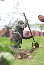 Cali siembra para la COP 16 con una nueva estrategia de  seguridad arb&oacute;rea