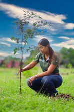 Cali siembra para la COP 16 con una nueva estrategia de  seguridad arb&oacute;rea