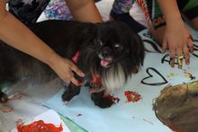 Hasta las mascotas se gozaron el &lsquo;D&iacute;a de la Familia&rsquo; en la  Ciclovida de Cali