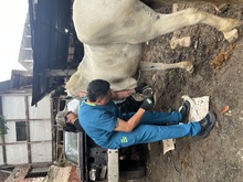 UAEPA rescata cuatro caballos en operativo en la comuna 19 sector La Sirena