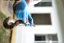 Cali rechaza el tr&aacute;fico de fauna silvestre: 30 boas han sido atendidas en 2024 por el Dagma