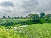 Ni&ntilde;os y j&oacute;venes de la Comuna 13 celebraron el &lsquo;D&iacute;a Mundial del Medio  Ambiente&rsquo; en el humedal Charco Azul