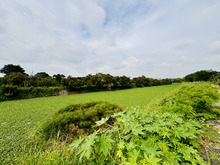 Ni&ntilde;os y j&oacute;venes de la Comuna 13 celebraron el &lsquo;D&iacute;a Mundial del Medio  Ambiente&rsquo; en el humedal Charco Azul