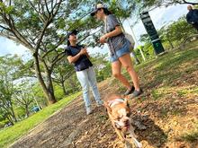Disponer adecuadamente los excrementos de nuestros perros, clave para evitar problemas de salud p&uacute;blica en Cali