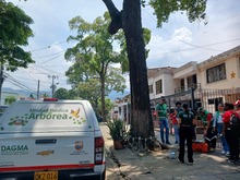 Los &aacute;rboles son seres vivos: evite agredirlos con malas pr&aacute;cticas ambientales 