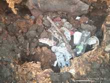 Los &aacute;rboles son seres vivos: evite agredirlos con malas pr&aacute;cticas ambientales 