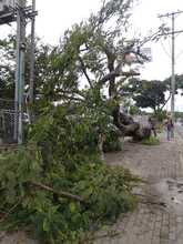 Los &aacute;rboles son seres vivos: evite agredirlos con malas pr&aacute;cticas ambientales 