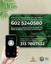 Dagma alerta sobre proliferaci&oacute;n del caracol africano en varias  comunas de Cali