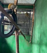 Dagma enfrenta el tr&aacute;fico de animales silvestres: esta semana 85 espec&iacute;menes fueron retornados a su h&aacute;bitat natural