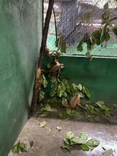 Dagma enfrenta el tr&aacute;fico de animales silvestres: esta semana 85 espec&iacute;menes fueron retornados a su h&aacute;bitat natural