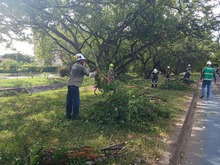 Brindar seguridad y mitigar el riesgo de inundaciones: objetivos de las intervenciones arb&oacute;reas que el Dagma realiza en El Caney