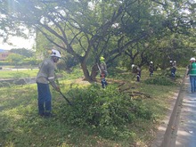 Brindar seguridad y mitigar el riesgo de inundaciones: objetivos de las intervenciones arb&oacute;reas que el Dagma realiza en El Caney