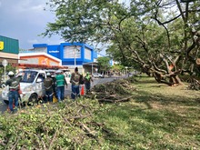 Brindar seguridad y mitigar el riesgo de inundaciones: objetivos de las intervenciones arb&oacute;reas que el Dagma realiza en El Caney