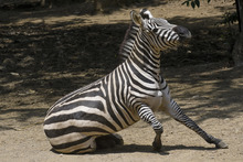 Visitantes de la COP 16 podr&aacute;n tener experiencias inolvidables  con especies end&eacute;micas y ex&oacute;ticas de la regi&oacute;n