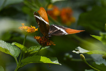 Visitantes de la COP 16 podr&aacute;n tener experiencias inolvidables  con especies end&eacute;micas y ex&oacute;ticas de la regi&oacute;n