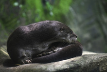 Visitantes de la COP 16 podr&aacute;n tener experiencias inolvidables  con especies end&eacute;micas y ex&oacute;ticas de la regi&oacute;n