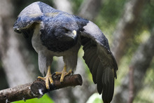 Visitantes de la COP 16 podr&aacute;n tener experiencias inolvidables  con especies end&eacute;micas y ex&oacute;ticas de la regi&oacute;n