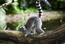 Visitantes de la COP 16 podr&aacute;n tener experiencias inolvidables  con especies end&eacute;micas y ex&oacute;ticas de la regi&oacute;n