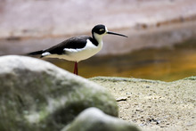 Visitantes de la COP 16 podr&aacute;n tener experiencias inolvidables  con especies end&eacute;micas y ex&oacute;ticas de la regi&oacute;n