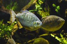 Visitantes de la COP 16 podr&aacute;n tener experiencias inolvidables  con especies end&eacute;micas y ex&oacute;ticas de la regi&oacute;n