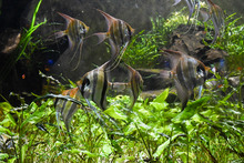 Visitantes de la COP 16 podr&aacute;n tener experiencias inolvidables  con especies end&eacute;micas y ex&oacute;ticas de la regi&oacute;n