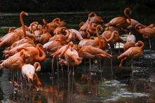 Visitantes de la COP 16 podr&aacute;n tener experiencias inolvidables  con especies end&eacute;micas y ex&oacute;ticas de la regi&oacute;n