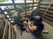 &lsquo;Negrita&rsquo;, la perrita atropellada que fue salvada por soldados del Ej&eacute;rcito  y profesionales del Centro de Bienestar Animal de Cali