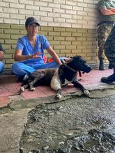 &lsquo;Negrita&rsquo;, la perrita atropellada que fue salvada por soldados del Ej&eacute;rcito  y profesionales del Centro de Bienestar Animal de Cali