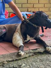 &lsquo;Negrita&rsquo;, la perrita atropellada que fue salvada por soldados del Ej&eacute;rcito  y profesionales del Centro de Bienestar Animal de Cali