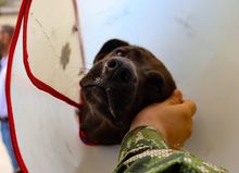 &lsquo;Negrita&rsquo;, la perrita atropellada que fue salvada por soldados del Ej&eacute;rcito  y profesionales del Centro de Bienestar Animal de Cali