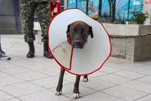 &lsquo;Negrita&rsquo;, la perrita atropellada que fue salvada por soldados del Ej&eacute;rcito  y profesionales del Centro de Bienestar Animal de Cali