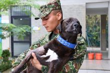 &lsquo;Negrita&rsquo;, la perrita atropellada que fue salvada por soldados del Ej&eacute;rcito  y profesionales del Centro de Bienestar Animal de Cali